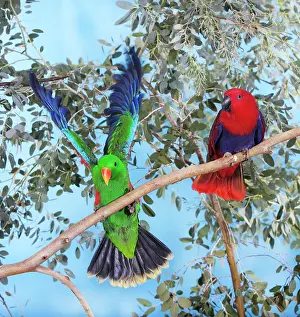 Poicephalus: MALE AND FEMALE ECLECTUS PARROT (eclectus roratus)