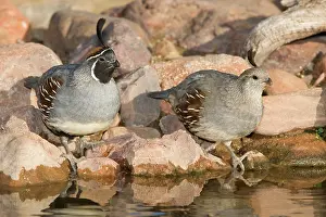 Quail: Male and female Gambel's Quail