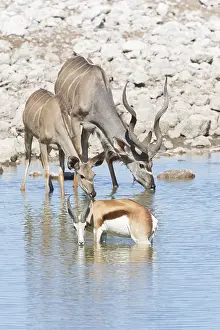 Tragelaphus: Male and female Greater Kudu (Tragelaphus strep