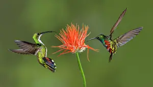 Rica: Male and female Green breasted Mango hummingbirds