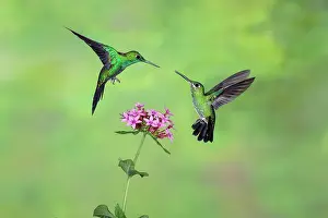 Crowned: Male and female Green-crowned brilliant Heliodoxa jacul
