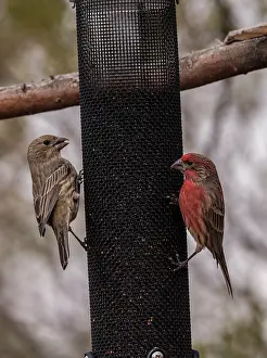 Free: Male and female House finch, Haemorhous mexicanu
