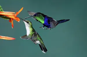 Pollinating: Male and Female Hummingbirds
