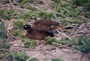 Mates: Male and Female Laysan Teal Ducks