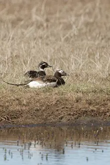 Clangula: Male and female long-tailed duck