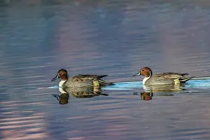 Adam: Male and female Northern pintail ducks. Bosque del