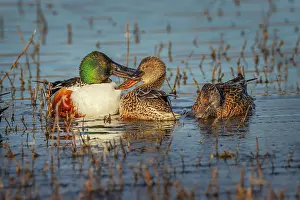 Clypeata: Male with two female Northern shovelers, Bosque