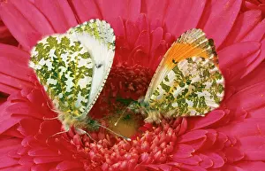 Anthocharis: Male and female Orange-tip BUTTERFLIES - on pink