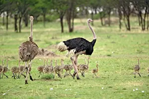 Struthio: Male and female Ostrich with flock of young