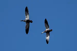 Shelduck: Male and female Paradise Shelducks in flight