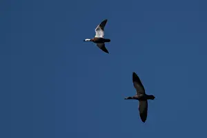 Colin Marshall: Male and female Paradise Shelducks in flight