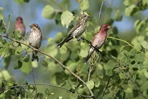 Purpureus: Male and Female Purple Finches