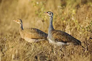 Senegalensis: Male and Female White-bellied Bustards