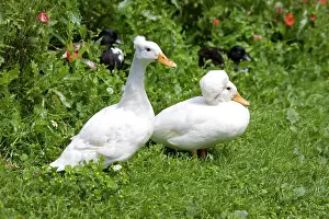 Resulting: Male and female white crested call duck - showing