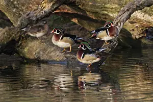 Kentucky: Male and female wood ducks, resting on fallen tree, Kentucky