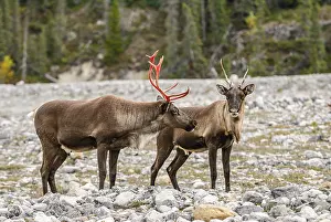 Mountain Groups: A male and a female woodland caribou (Rangifer tarandus caribou)