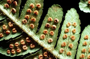 Dryopteris: Male Fern - close-up of male showing sori
