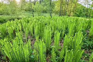 Filix: Male fern (Dryopteris filix-mas), growing on a wet