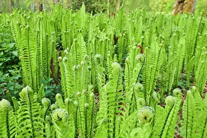 Filix: Male fern (Dryopteris filix-mas), growing on a wet