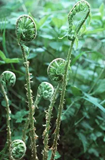 Unfolding: MALE FERN - Fronds of male fern unfolding