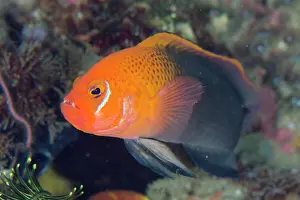 Splendid: Male Fiery Dottyback