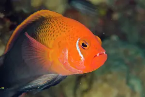 Splendid: Male Fiery Dottyback