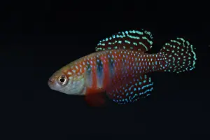 Magnificus: Male fish in color