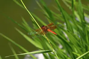 Firecracker: Male Flame Skimmer