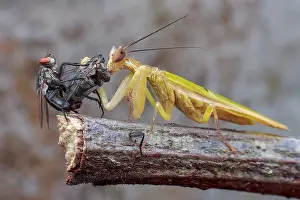 Brachycera: A male flower mantis (Creobroter sp.) eating the