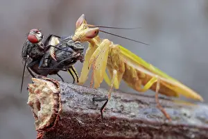 Brachycera: A male flower mantis (Creobroter sp.) eating the