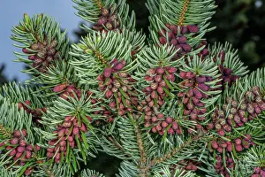 Abies: Male flowers and foliage of King Boriso'n fir, A