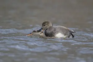 Strepera: Male Gadwall attempting to mate with female Mallard