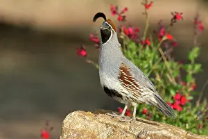 Quail: Male Gambel's Quail