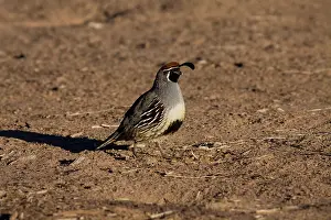 Quail: Male Gambel's Quail