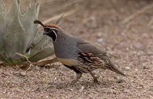 Quails: Male Gambel's quail, Callipepla gambelii, in the
