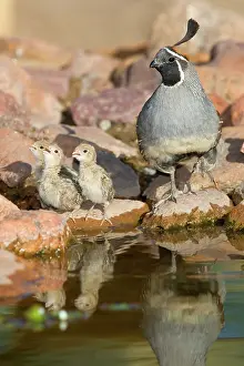 Quail: Male Gambel's Quail with chicks