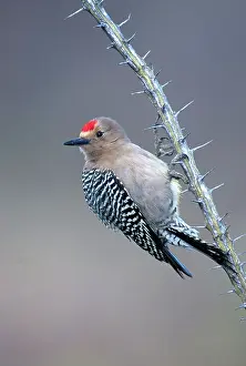 Thorns: Male Gila Woodpecker