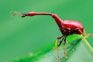 Polyphaga: Male giraffe weevil or leaf rolling weevil (Trachelophorus
