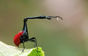 Special: Male giraffe weevil (Trachelophorus giraffa) from