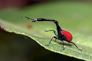 Special: Male giraffe weevil (Trachelophorus giraffa) from