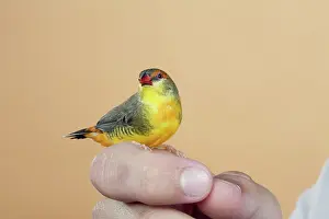 Waxbill: Male Gold-breasted Waxbill