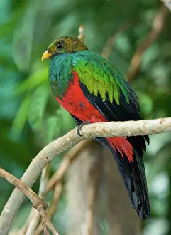 Auriceps: Male Golden-headed Quetzal