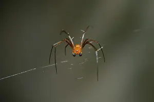 Nephila: Male Golden Weaver Spider on web - Klungkung, Bali