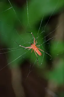 Nephila: Male Golden Weaver Spider on web - Klungkung, Bali