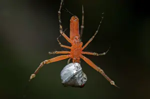 Weaver: Male Golden Weaver Spider - on web with prey wrapped