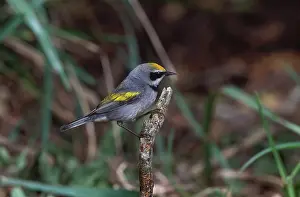 Chrysoptera: Male Golden-winged Warbler