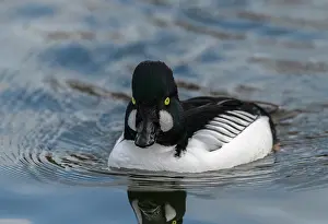Goldeneye: Male Goldeneye, Bucephala clangula, on lake in winter