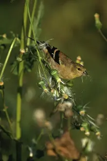 Connecticut: Male Goldfinch in Fall