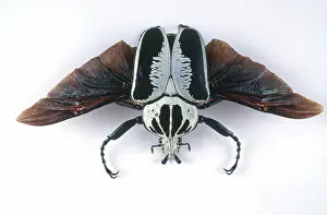Goliath: Male Goliath Beetle