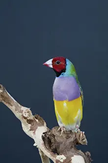Gouldiae: Male Gouldian Finch